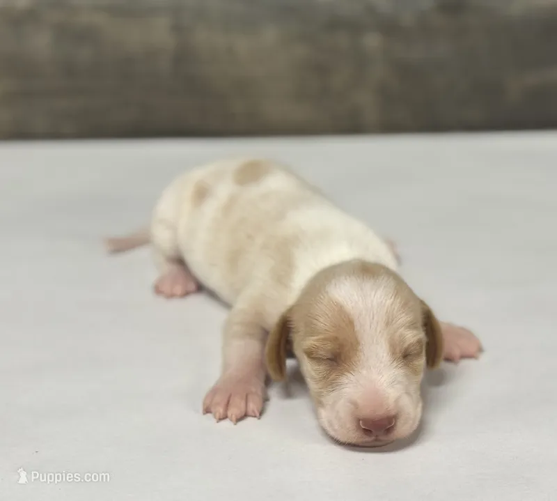 Crèmesickle (crème/deluite/pie/lh—russian dad – Miniature Dachshund puppy for sale in Aiken, SC