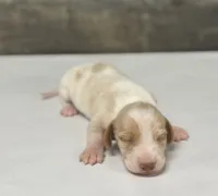 Crèmesickle (crème/deluite/pie/lh—russian dad, a male Miniature Dachshund for sale in Aiken, SC – 1 of 3