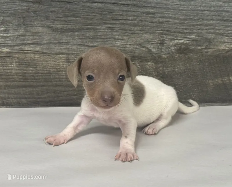 Leo  – Miniature Dachshund puppy for sale in Aiken, SC