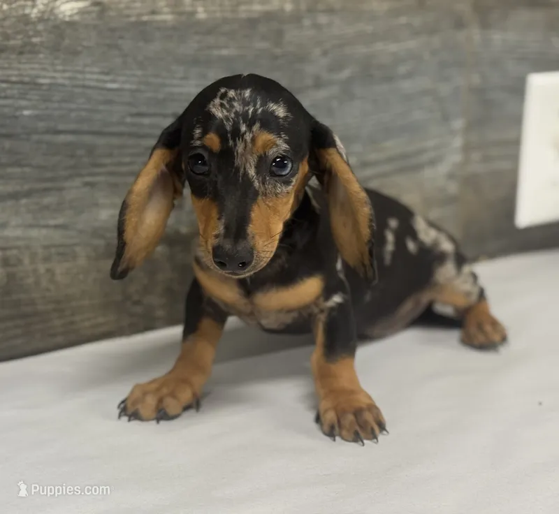 Bud (daple/creme/lh – Miniature Dachshund puppy for sale in Aiken, SC