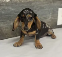 Bud (daple/creme/lh, a male Miniature Dachshund for sale in Aiken, SC – 1 of 2
