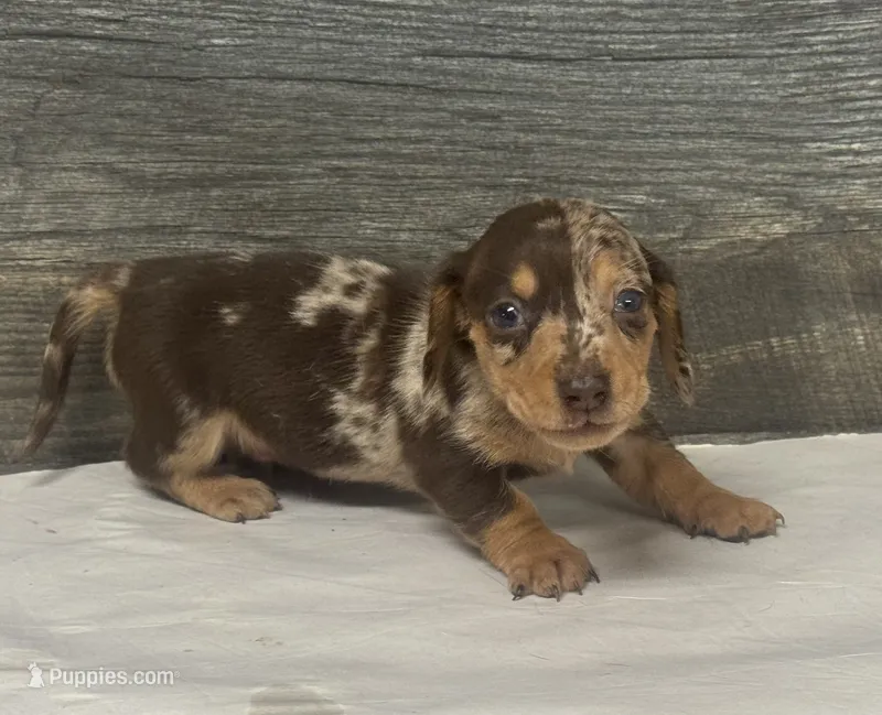 Dax (crème/daple/deluite/pie l/lh – Miniature Dachshund puppy for sale in Aiken, SC