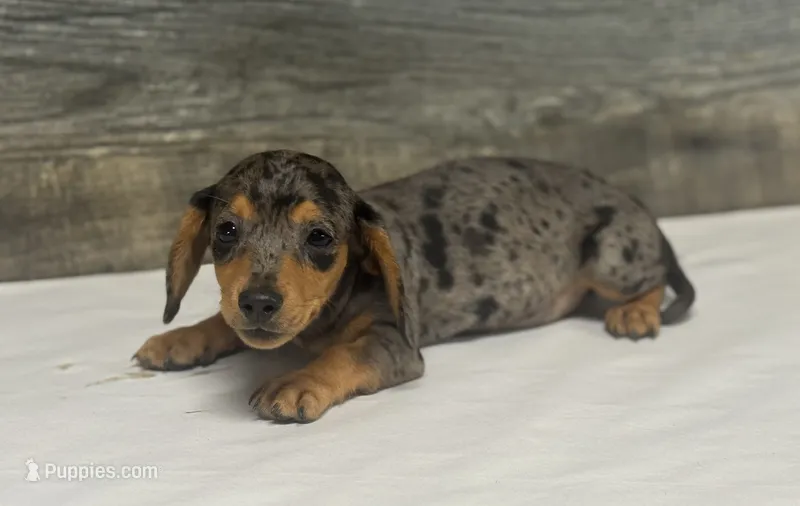 Ginger (daple/creme – Miniature Dachshund puppy for sale in Aiken, SC