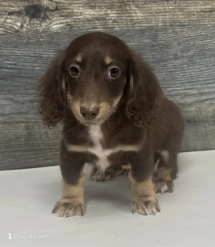 Diseal-lh (daple/creme/deluite/pie – Miniature Dachshund puppy for sale in Aiken, SC