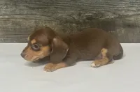 Max (pie/daple/deluite/lh/creme, a male Miniature Dachshund for sale in Aiken, SC – 2 of 2