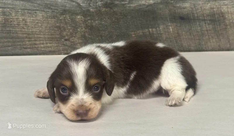 Yanks-lh (crème/deluite/pie-russian dad – Miniature Dachshund puppy for sale in Aiken, SC