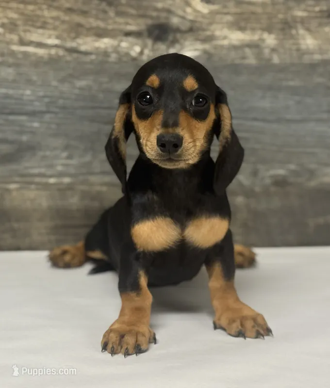 Misty (daple/creme/lh – Miniature Dachshund puppy for sale in Aiken, SC