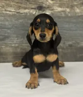 Misty (daple/creme/lh, a female Miniature Dachshund for sale in Aiken, SC – 1 of 2