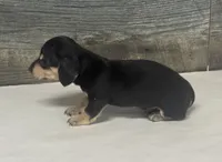 Jack (lh/daple/creme, a male Miniature Dachshund for sale in Aiken, SC – 3 of 3