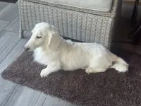 Halibut, a male Miniature Dachshund for sale in Aiken, SC – 2 of 2