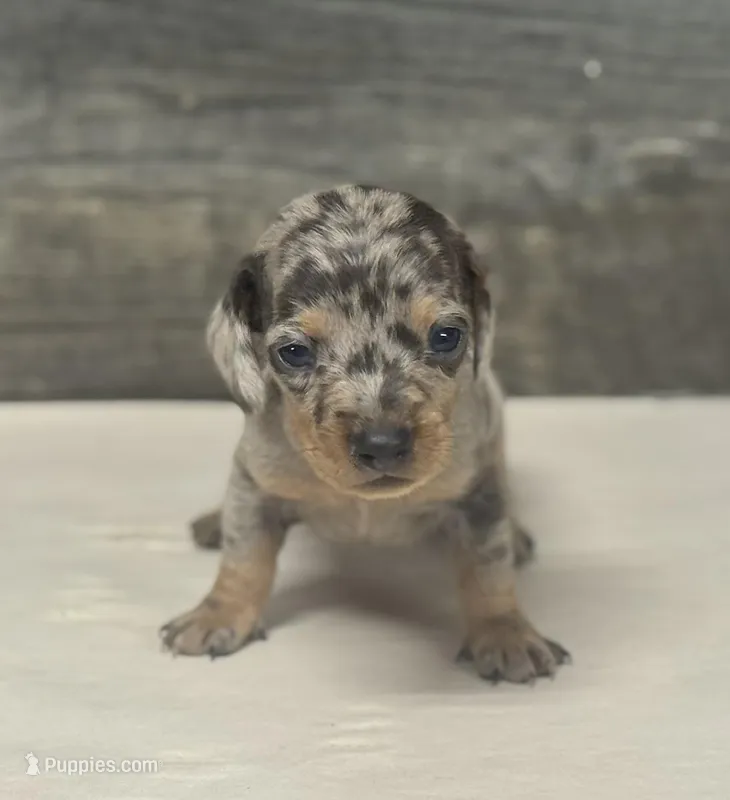 Gomez (daple/deluite/lh/crem – Miniature Dachshund puppy for sale in Aiken, SC