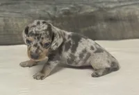 Gomez (daple/deluite/lh/crem, a male Miniature Dachshund for sale in Aiken, SC – Photo 2 of 2