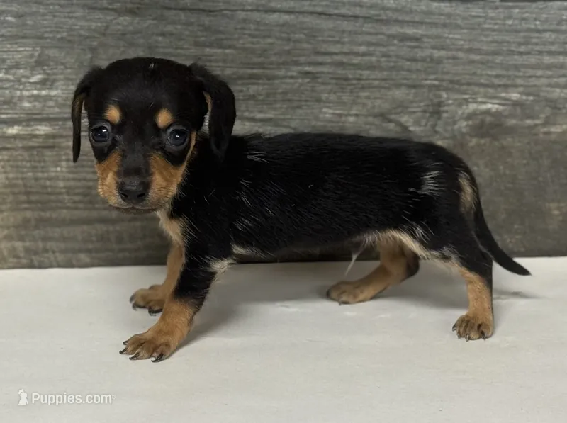 Tank (daple/creme/lh/deluite, a male Miniature Dachshund for sale in Aiken, SC – 1 of 2