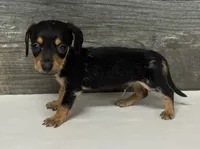 Tank (daple/creme/lh/deluite, a male Miniature Dachshund for sale in Aiken, SC – 1 of 2