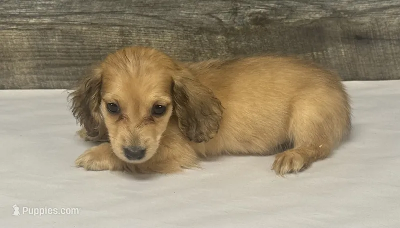 Wells-lh (crème/dapple – Miniature Dachshund puppy for sale in Aiken, SC