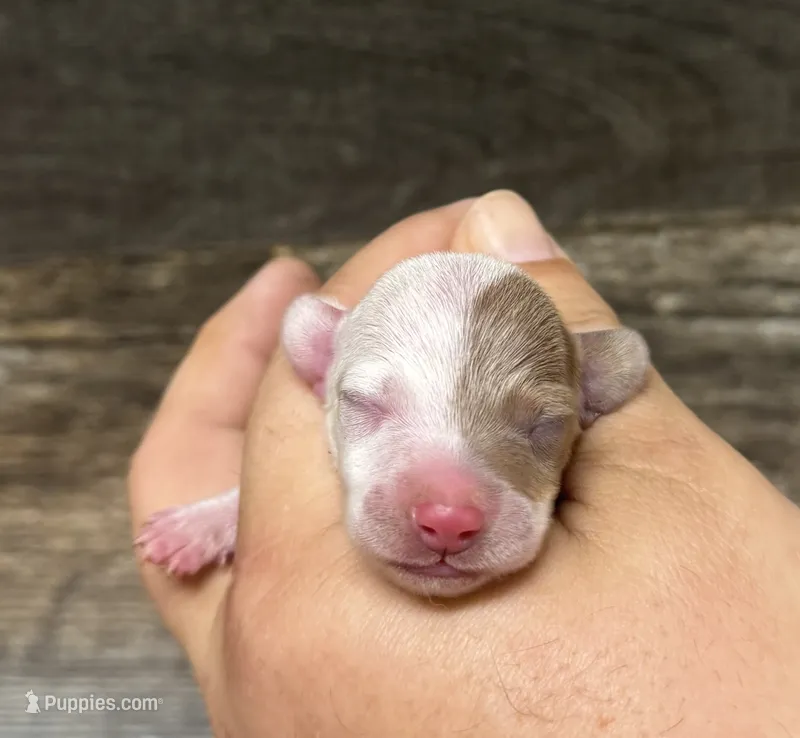 Mike (daple/deluite – Miniature Dachshund puppy for sale in Aiken, SC