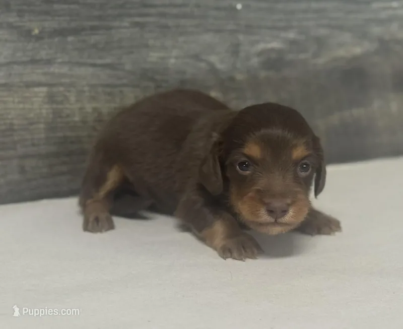 Chop-lh (Russian import dad)(crème/deluite – Miniature Dachshund puppy for sale in Aiken, SC