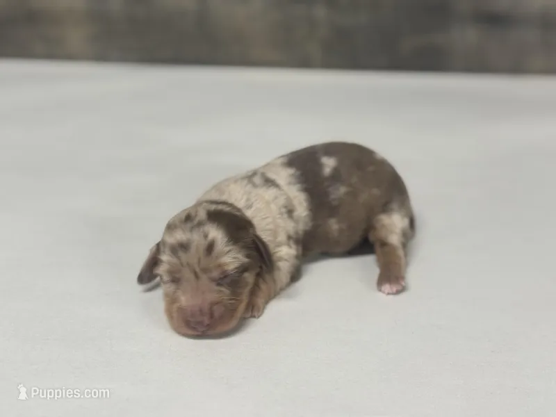 Dottie-lh – Miniature Dachshund puppy for sale in Aiken, SC