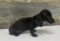 Jack (pie/lh/creme, a male Miniature Dachshund for sale in Aiken, SC – 2 of 3