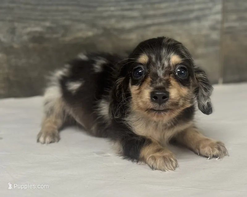 Champ-lh (daple/creme – Miniature Dachshund puppy for sale in Aiken, SC