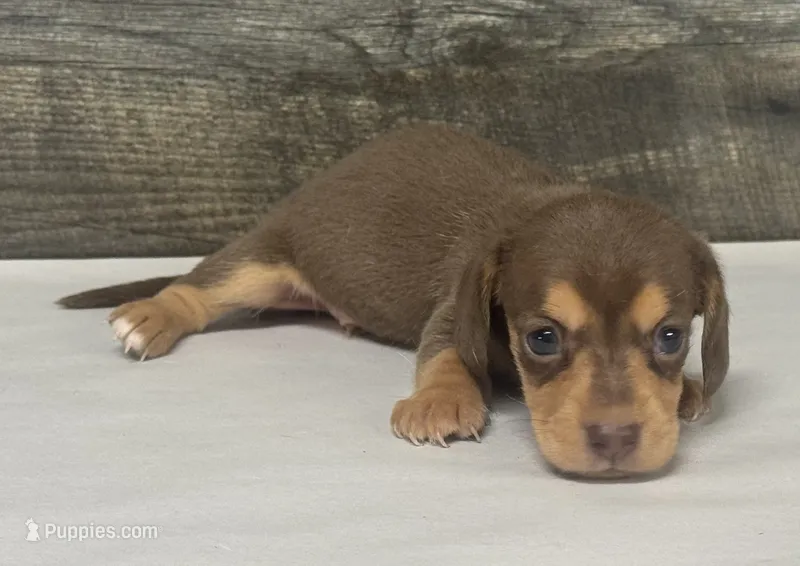 Brownie (daple/creme/lh/deluite – Miniature Dachshund puppy for sale in Aiken, SC