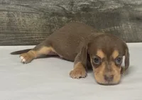 Brownie (daple/creme/lh/deluite, a male Miniature Dachshund for sale in Aiken, SC – 1 of 2