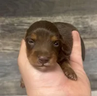 Chop-lh (Russian dad(creme/deluite, a male Miniature Dachshund for sale in Aiken, SC – Photo 1 of 2