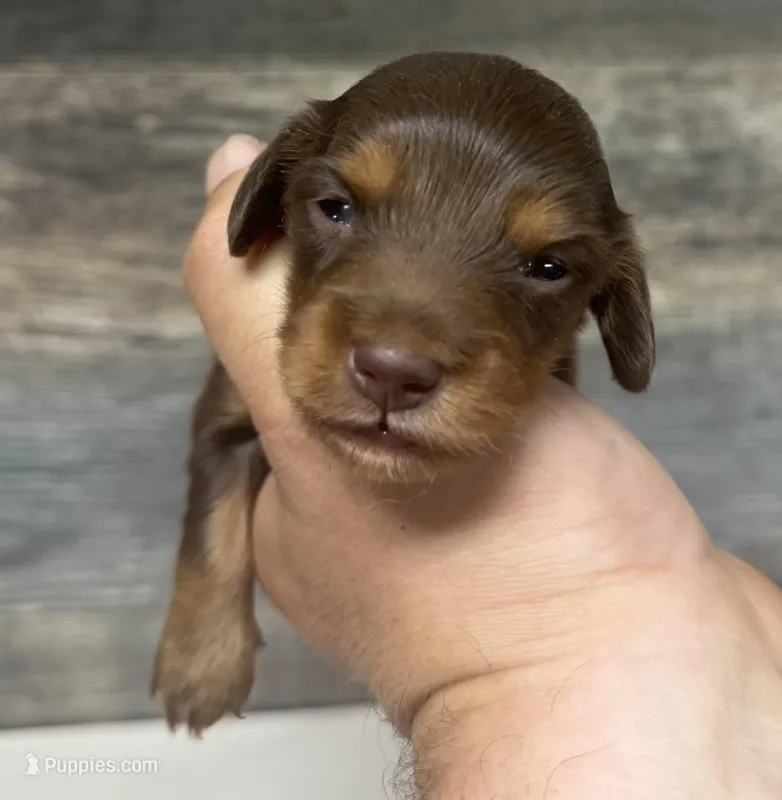 Chop-lh (Russian dad(creme/deluite – Miniature Dachshund puppy for sale in Aiken, SC