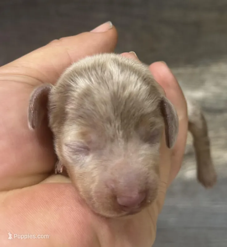 Dime (crème/daple/longhaired – Miniature Dachshund puppy for sale in Aiken, SC