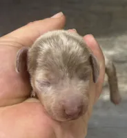 Dime (crème/daple/longhaired, a male Miniature Dachshund for sale in Aiken, SC – Photo 1 of 2
