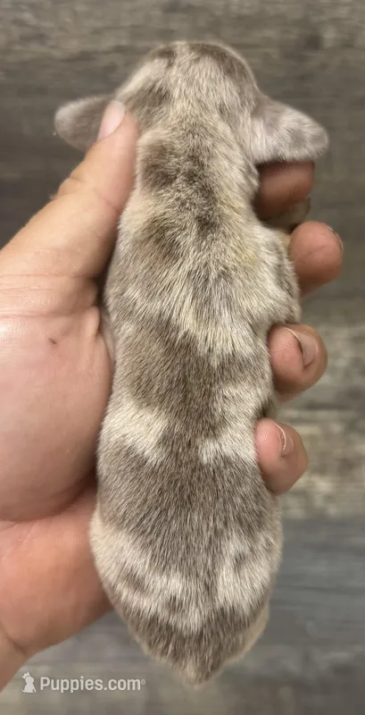 Dime (crème/daple/longhaired – Miniature Dachshund puppy for sale in Aiken, SC