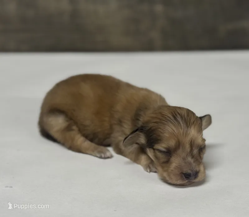 Wells-lh (daple/creme/pie – Miniature Dachshund puppy for sale in Aiken, SC