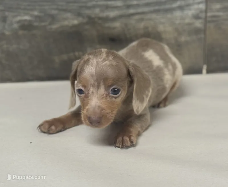 Whiskey (daple/lh/creme/pie – Miniature Dachshund puppy for sale in Aiken, SC
