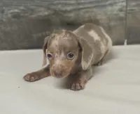 Whiskey (daple/lh/creme/pie, a male Miniature Dachshund for sale in Aiken, SC – 1 of 1