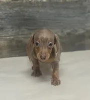 Luna (crème/lh/daple/deluite, a female Miniature Dachshund for sale in Aiken, SC – 2 of 3