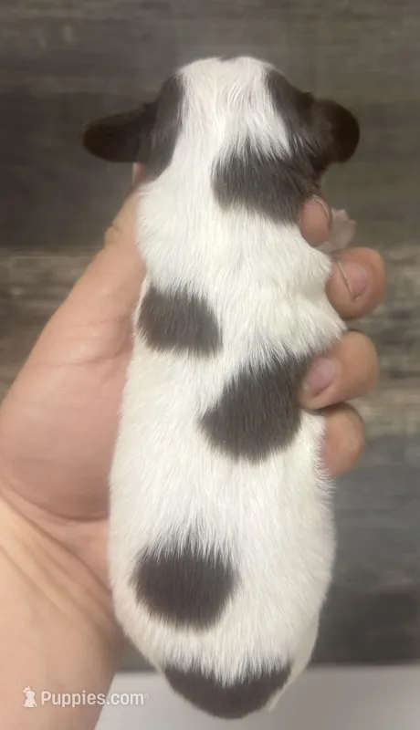 Champ-lh (Deluite/creme/daple/