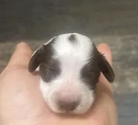 Champ-lh (Deluite/creme/daple/, a male Miniature Dachshund for sale in Aiken, SC – Photo 2 of 2