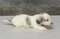 Max-lh (daple/deluite/creme, a male Miniature Dachshund for sale in Aiken, SC – Photo 3 of 3