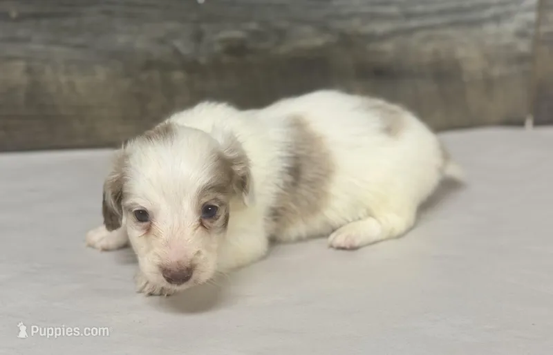 Max-lh (daple/deluite/creme – Miniature Dachshund puppy for sale in Aiken, SC