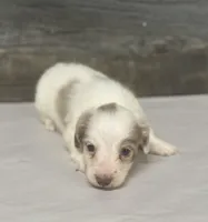 Max-lh (daple/deluite/creme, a male Miniature Dachshund for sale in Aiken, SC – Photo 2 of 3