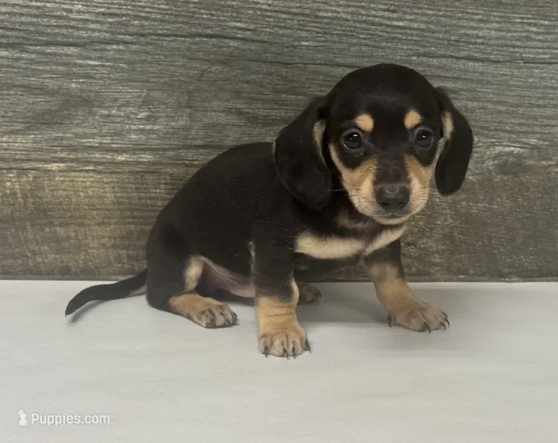 Jack (lh/daple/creme – Miniature Dachshund puppy for sale in Aiken, SC