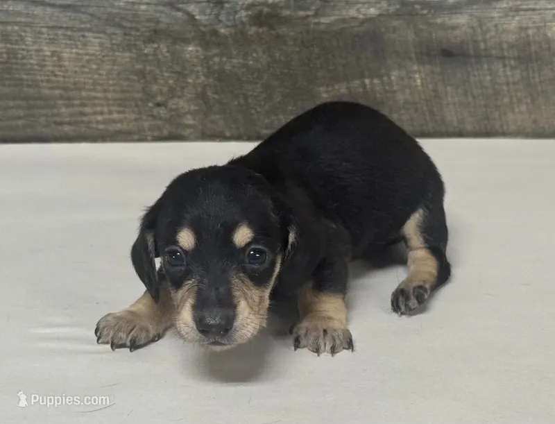 Dom (dapple/creme/lh- all creme point litter – Miniature Dachshund puppy for sale in Aiken, SC