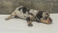 Domino (daple/deluite/lh/creme, a male Miniature Dachshund for sale in Aiken, SC – 3 of 3
