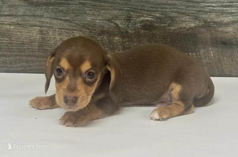 Max (pie/daple/deluite/lh/creme – Miniature Dachshund puppy for sale in Aiken, SC