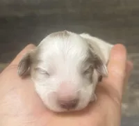 Chex-lh (daple/creme/pie/deluit, a male Miniature Dachshund for sale in Aiken, SC – Photo 2 of 2