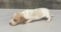 Link (lh/deluite/creme/pie-russian dad, a male Miniature Dachshund for sale in Aiken, SC – 2 of 3