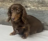 Coco-lh. (Crème/daple, a female Miniature Dachshund for sale in Aiken, SC – 2 of 2