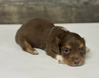 Coco-lh (daple/creme/deluite/pie, a female Miniature Dachshund for sale in Aiken, SC – 2 of 2