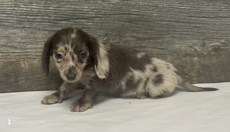 Bluey-lh (daple/creme – Miniature Dachshund puppy for sale in Aiken, SC
