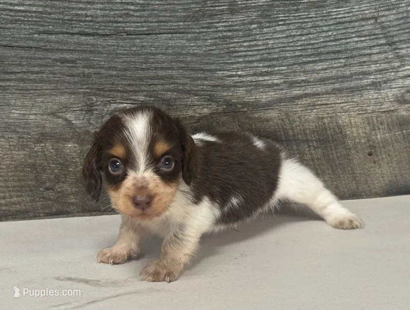 Yanks-lh (crème/deluite/pie-russian dad – Miniature Dachshund puppy for sale in Aiken, SC